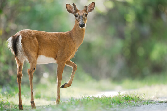 White-tailed deer buck standing on a trail