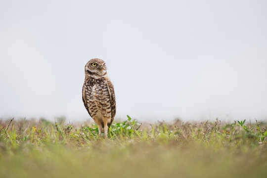 Burrowing owl standing in everglades national park grass