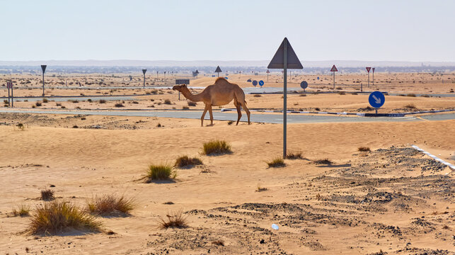 Camel travels highway to nowhere in arid UAE desert landscape