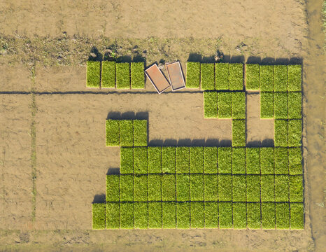 Aerial View of Rice Nursery Trays and Seedlings