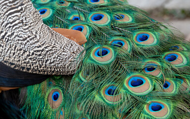 Peacock feather pattern, bright green - blue bird tail texture © artemstepanov
