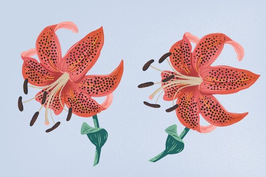 Two Spotted Tiger Lilies