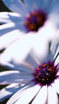 Flowers in Spring Light