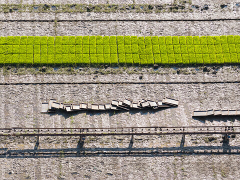 Aerial Rice Seedling Nursery Trays With Rail Track Field
