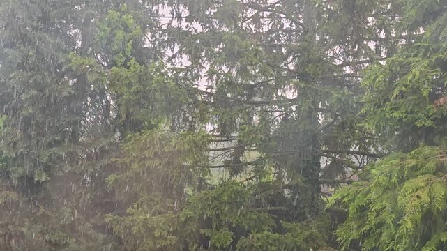 rain in the forest