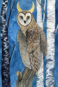 Owl in forest