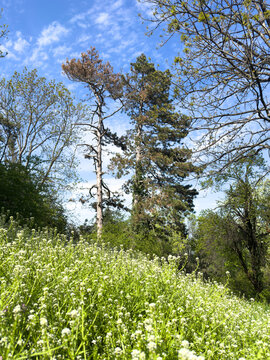 Spring grass with white flowers and trees nature and blue sky