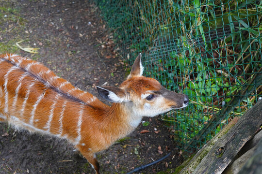 Young nyala antelope standing near a wire fence at the zoo