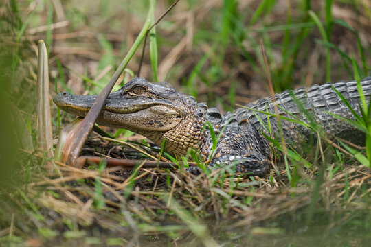American alligator resting in everglades national park grass