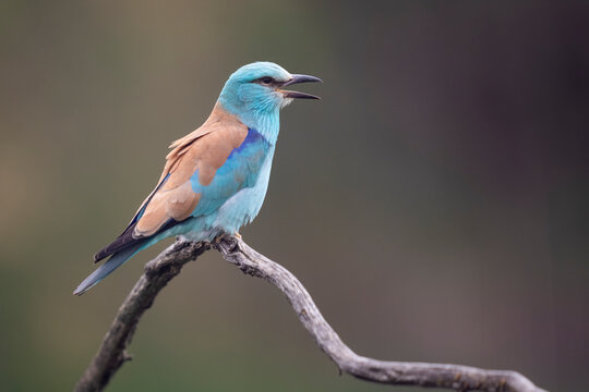 European Roller Perrched On A Tree Branch  