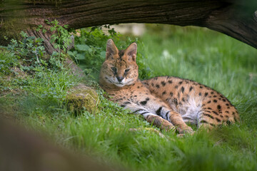Fototapeta premium View on a Serval in a park