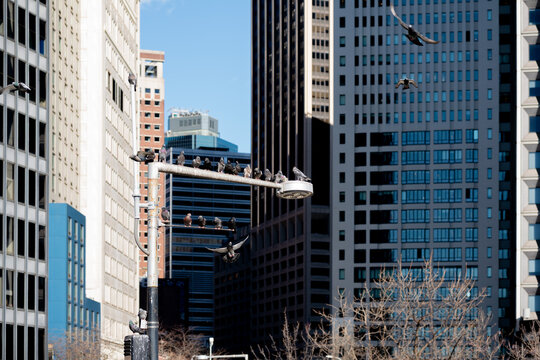 Urban  framed by pigeons 