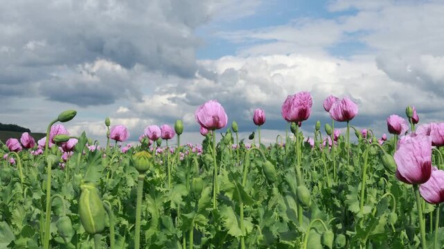 Purple Poppy Field Swaying in Wind Under Dramatic Strom Clouds