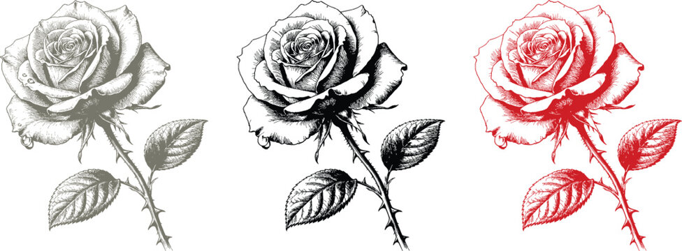 Flower Illustration Set in Black, Gray, and Red Sketch Style with Thorns for Valentine or Romantic Logo Design