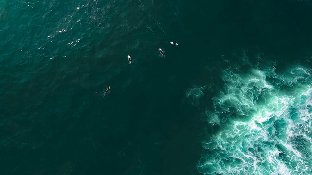 Aerial drone view of surfers, surfing paddling, duck diving, with beautiful blue collars and glass sea