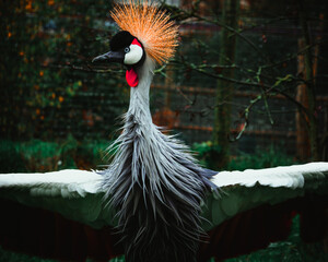 Naklejka premium grey crowned crane