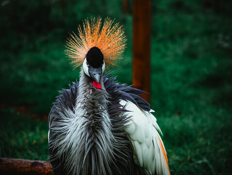 grey crowned crane