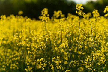 Fototapeta premium Yellow rapeseed wildflowers blooming on a vast agricultural plantation field in Riga, organic farming cultivation business and commercial oilseed supply chain