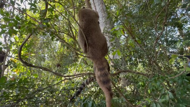 South American coati (Nasua nasua) climbs up tree trunk in lush rainforest of Iguazu National Park, Wildlife behavior captured in natural habitat in Iguazu Falls region of South America, Argentina