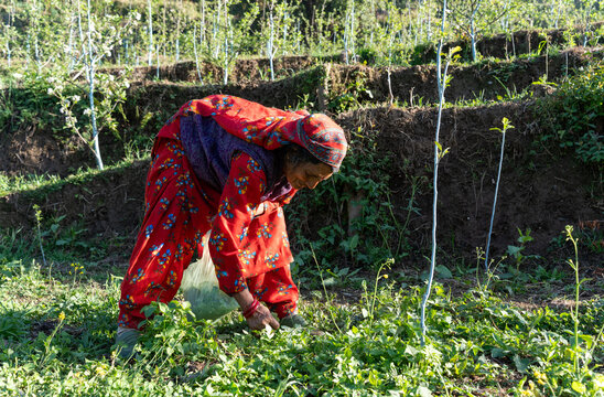 An pahadi elderly woman in traditional red floral attire harvests fresh green leafy vegetables (saag) by hand from a terraced organic hillside farm during a bright, sunlit day in Himachal Pradesh.