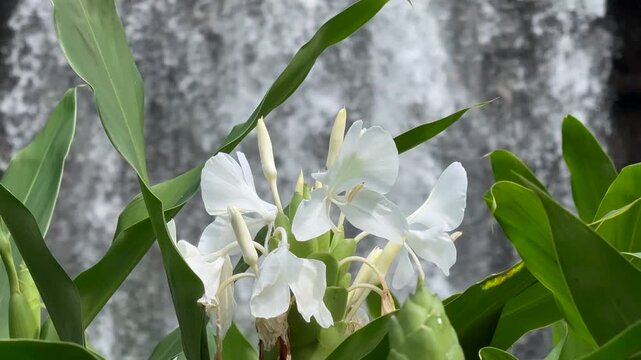 White Tropical Flower with Iguazu Falls Waterfall in Background, Argentina