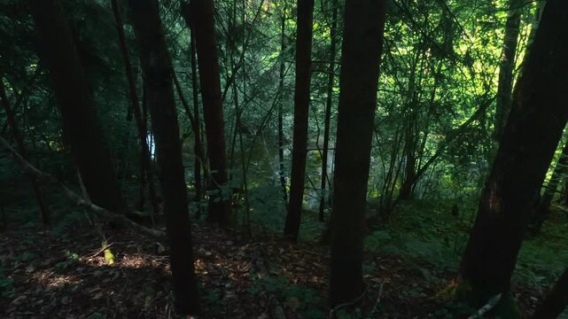 morning in the woods