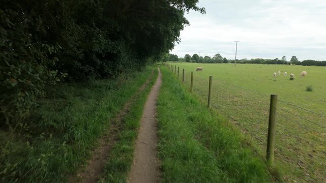 Water Newton, Cambridgeshire, England, UK - June 01 2026: Point of view sequence using a gimbal - walking next to farm field at Water Newton with sheep grazing.