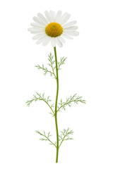 Fototapeta premium Daisy Flower Isolated For Fresh Botanical Spring Concepts