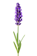 Obraz premium Lavender Flower Isolated For Botanical Floral Design Concepts