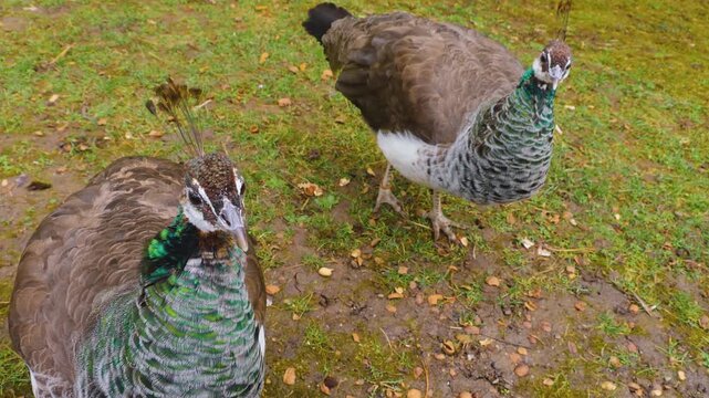Close up two female peacocks looking around