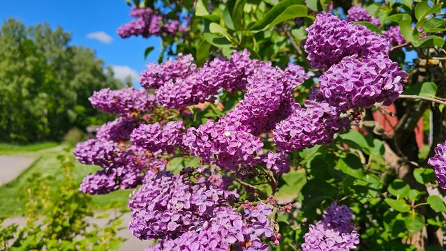 Sweden. Syringa vulgaris, the lilac or common lilac, is a species of flowering plant in the olive family Oleaceae, native to the Balkan Peninsula, where it grows on rocky hills.&nbsp; &nbsp;&nbsp;