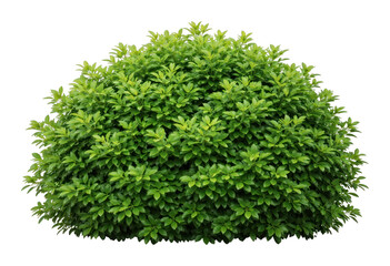 Obraz premium PNG Lush green bush isolated background.