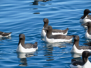 Fototapeta premium Brunnich's Guillemots