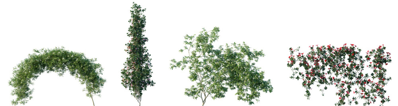 Set of Rosa banksiae and Mandevilla sanderi flowering frontal isolated png on a transparent background perfectly cutout