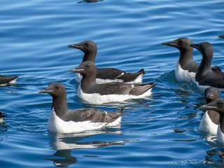 Fototapeta premium Brunnich's Guillemots