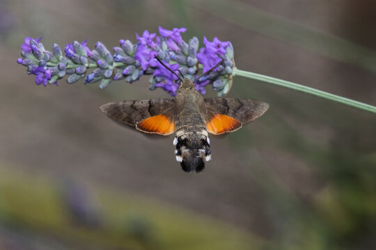 macroglossum stellatarum su lavanda