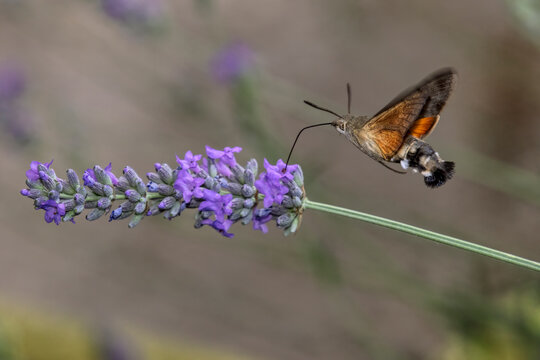 macroglossum stellatarum si nutre con la sua proboscide