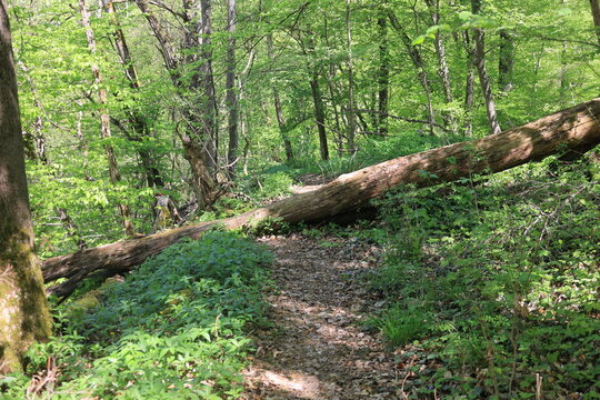 Waldweg bei Schafhausen ist durch einen Baum versperrt