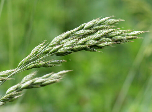 Cereal grass soft brome (Bromus hordeaceus) grows in nature