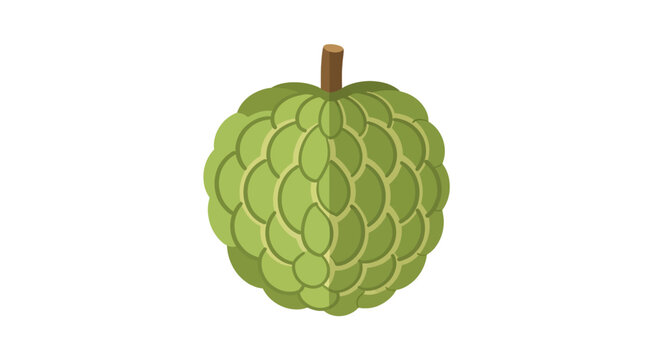 green soursop fruit vector illustration