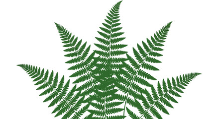 green fern leaf vector illustration © Tudey