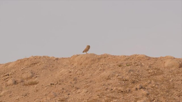 Video of a little owl perches atop arid, sun-baked hillside and relaxing. Pale sky meets dry earth in soft, muted tones. Bird watches quietly, alert yet calm. Desert solitude frames quiet, watchful