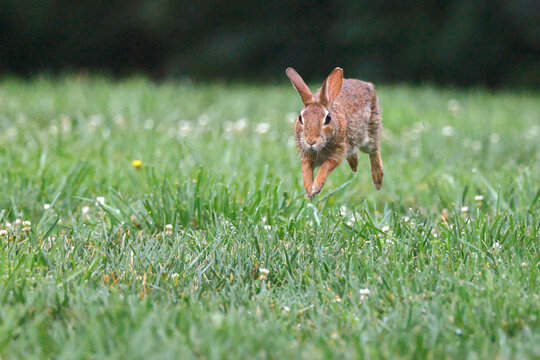 Cute, adorable baby bunny rabbit cottontail running through grassy field. 