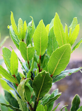 Branch of laurel bush (Laurus nobilis) with leaves