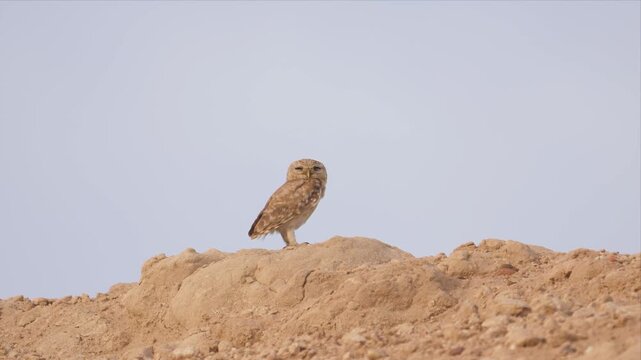Video of a little owl perches atop sandy mound and relaxing and flying. Pale sky frames solitary bird's watchful stance. Camouflage feathers blend with arid terrain. Alert, still, the owl guards
