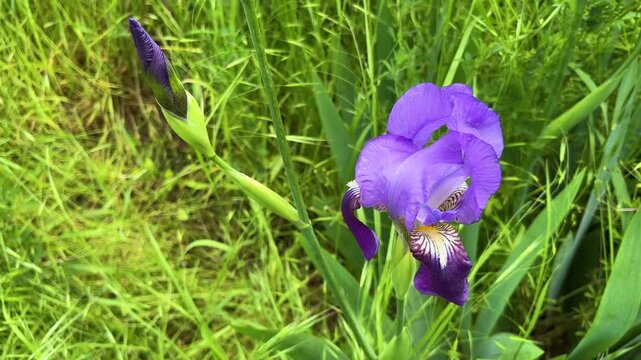 Beautiful purple bearded iris flower and bud swaying in the wind amidst lush green grass in a spring garden