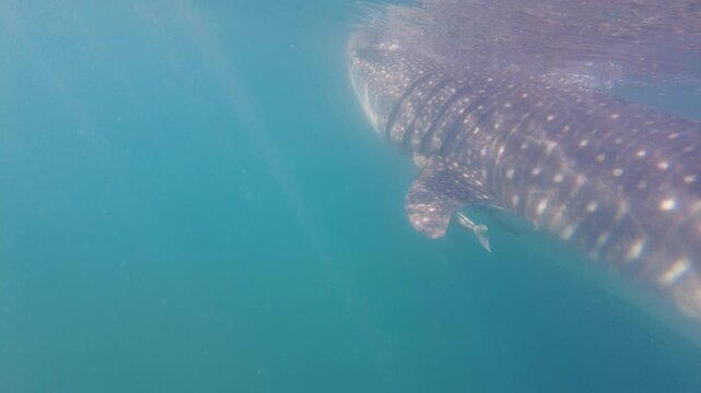 Whale Shark Underwater in Baja Sur Mexico