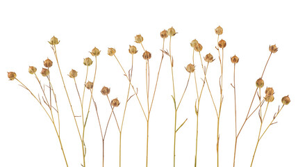 Obraz premium Group of flax spikelets isolated on a white background. Ears of flax. Beautiful dry flax plants.
