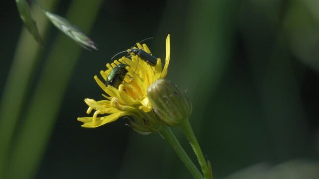 Golden Green Leaf Beetle and Soldier Beetle on Yellow Hawkweed - 4K Wildlife Slow Motion Shot