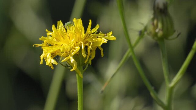 Green Aphid Foraging on Yellow Hawkweed - 4K Wildlife Slow Motion Shot